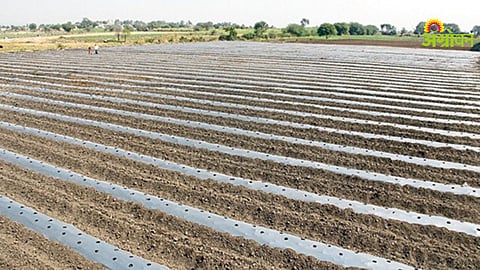 Watermelon Cultivation