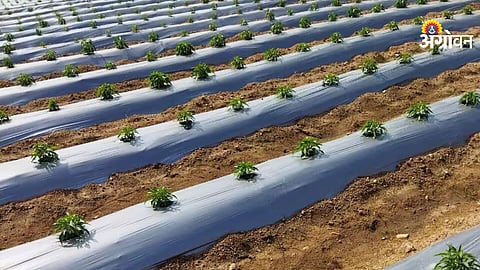 Poly mulching paper demand in khandesh