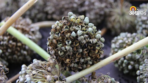 Onion seed production area in Maharashtra 2026 report