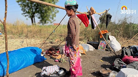 Sugarcane harvesting Labour