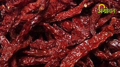 Karnataka chilli market record rate