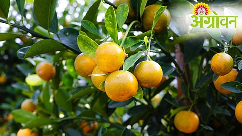 Fruit Crop Insurance