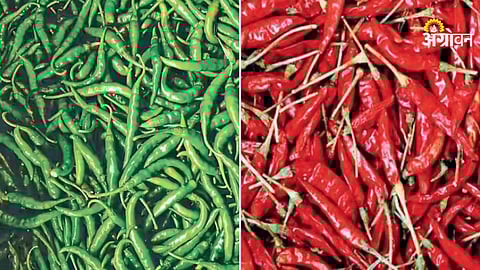 Maharashtra spice market demand report