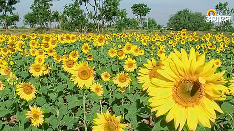 Best short duration sunflower varieties for Maharashtra farmers