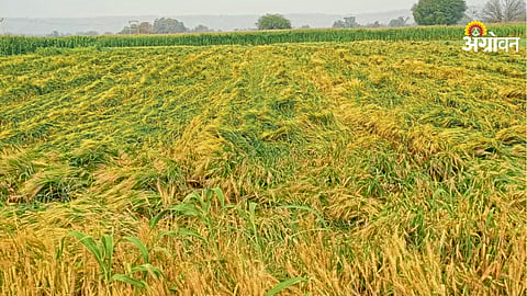 Hailstorm damage report in Vidarbha and Marathwada