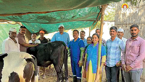 Embryo Transfer Project Boosts Indigenous Cattle Conservation