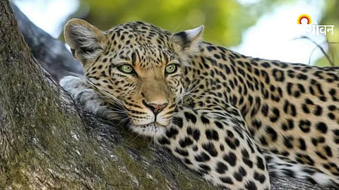 AI technology to track leopards in Maharashtra