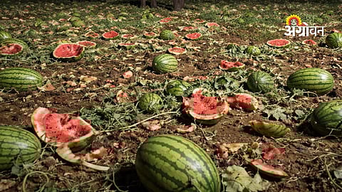 Watermelon Damage