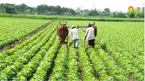 Farm Labour Shortage