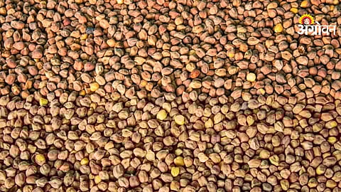 India pulse trade statistics update