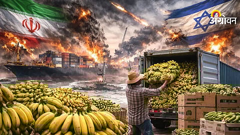 Impact of war on Khandesh banana export