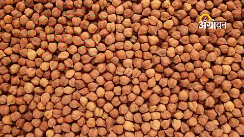 MSP chickpea procurement registration in Nanded Maharashtra