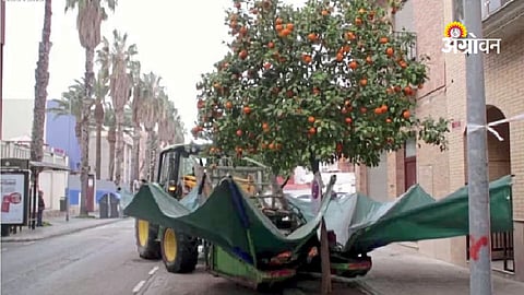 Automated harvesting technology for citrus fruits