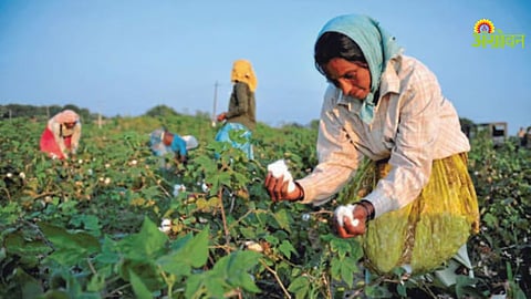 Labour shortage for cotton picking in Maharashtra