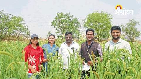 Successful millet farming in Mohol taluka Solapur