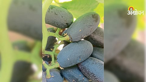 Impact of western disturbance on India weather