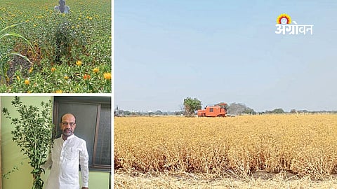 Lawyer Turns Progressive Farmer, Excels in Safflower Cultivation