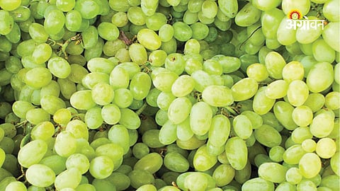 Nashik Grape Farmers Get Record Prices This Season