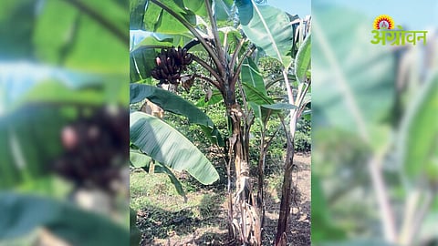 Red Banana Farming