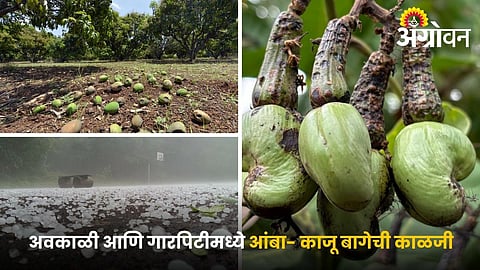 Tips to reduce Fruit loss in mango and cashew