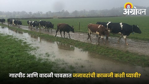 Livestock shelter management during storm
