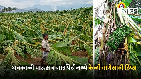 Banana crop protection during unseasonal rain and storms