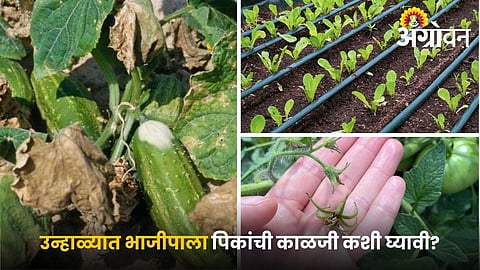 Benefits of drip irrigation and mulching in summer farming