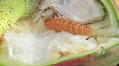 ‘बोंड अळी’ रोखण्यासाठी  फरदड कापूस पीक घेणे टाळा