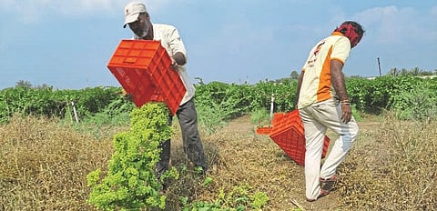 Rain, downy mildew hit vineyards hard