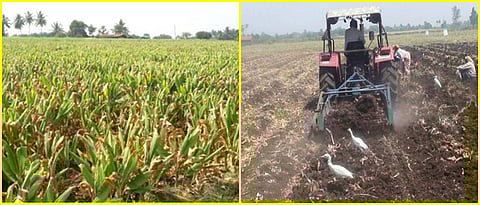 turmeric harvesting with Improved technique