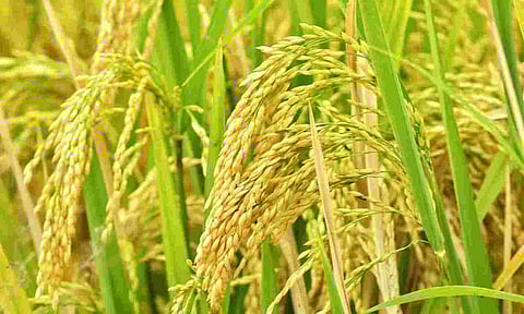 paddy procurement