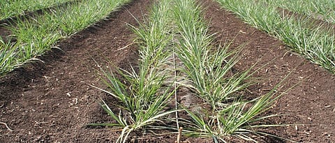 Sugarcane Cultivation advisory