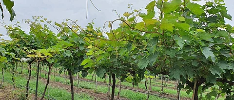 Grape Advisory