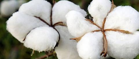 shortage of cotton in cotton industry