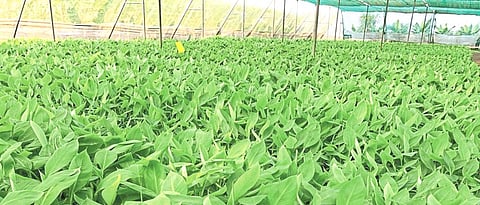 Fear of 'Omicron' hampered banana cultivation