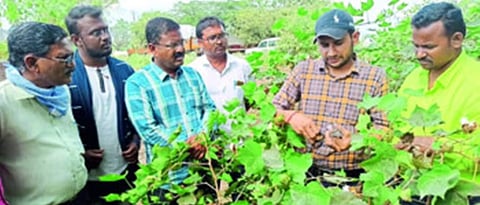 ‘ती’ गुलाबी बोंडअळी नसून बोंडसड