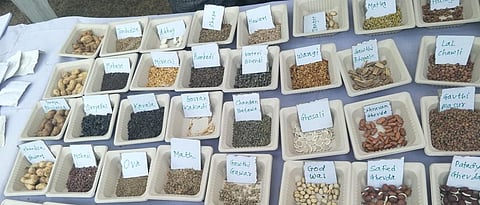 In Ajra, women will cultivate indigenous seeds