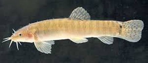 Breeding of mura fishes in the Western Ghats on the caves