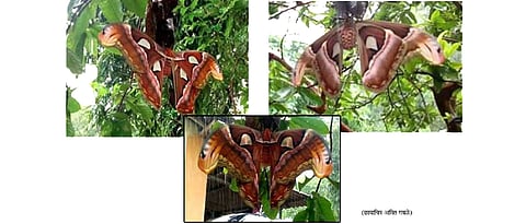 उद्धर येथे सापडले दुर्मिळ व जगातील सर्वात मोठ्या पतंगापैकी एक "ऍटलास मॉथ"