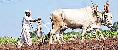 Agriculture Subsidy