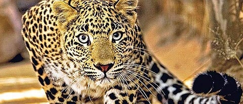 राज्यातील आठ जिल्ह्यांत बिबट्याची दहशत Leopard terror in eight districts of the state