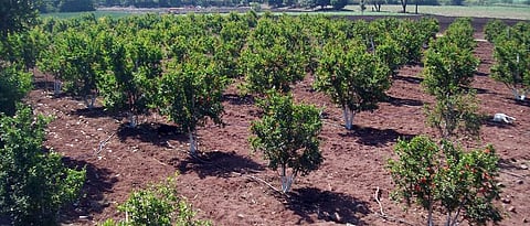 Horticulture