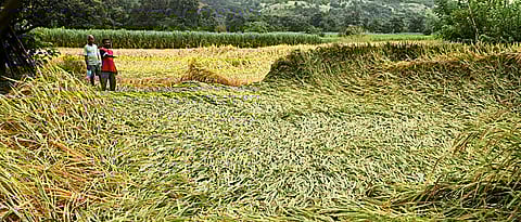 Crop damage should be investigated in Sindhudurg: Uday Samant