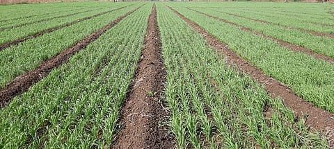 Rabi Sowing