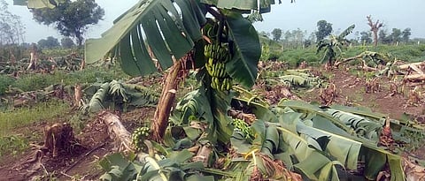 संग्रहित छायाचित्र