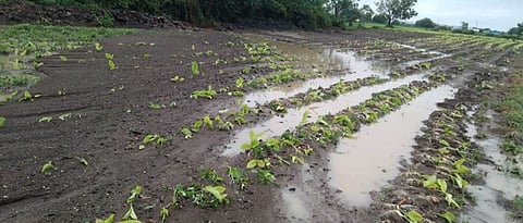 In Khandesh, the rainfall increased and the damage figures also increased; There is no clarity on the panchnamas