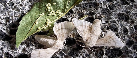 तुती लागवड योजना