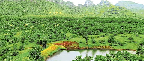 Reserved forestry area adds to the richness of nature