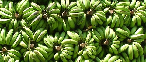 Banana Market Rate