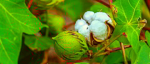 Cotton production